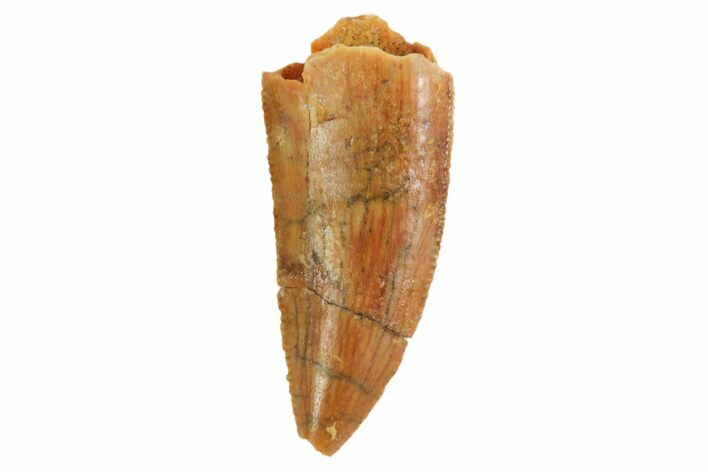 Serrated, Raptor Tooth - Kem Kem Beds, Morocco #86024